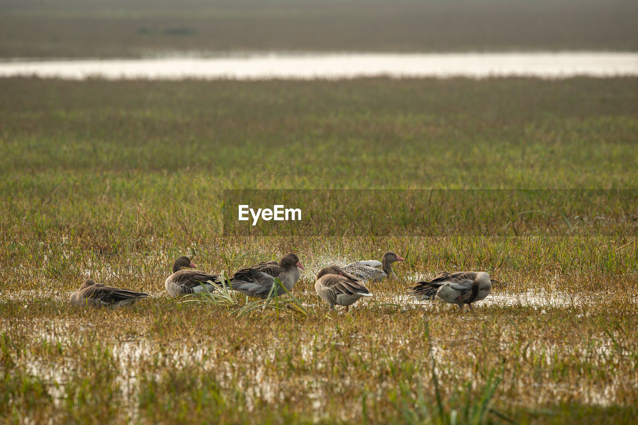 VIEW OF A DUCK IN LAKE