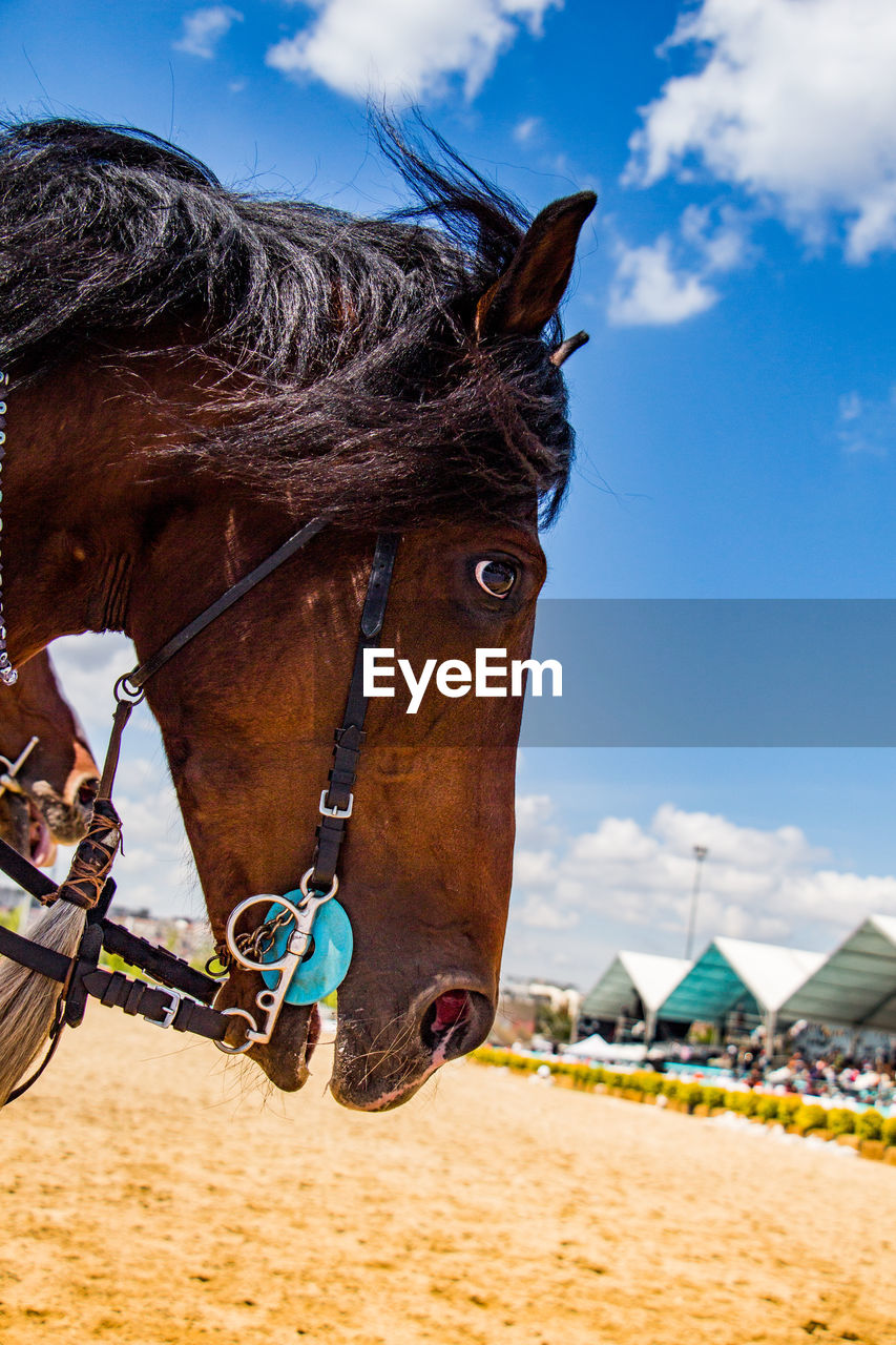 Horse head with partial harness in the view