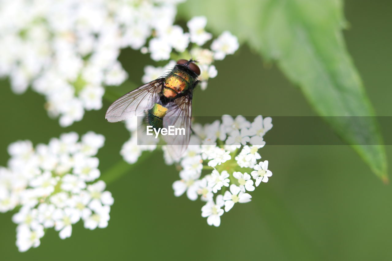 CLOSE-UP OF INSECT ON WHITE FLOWER