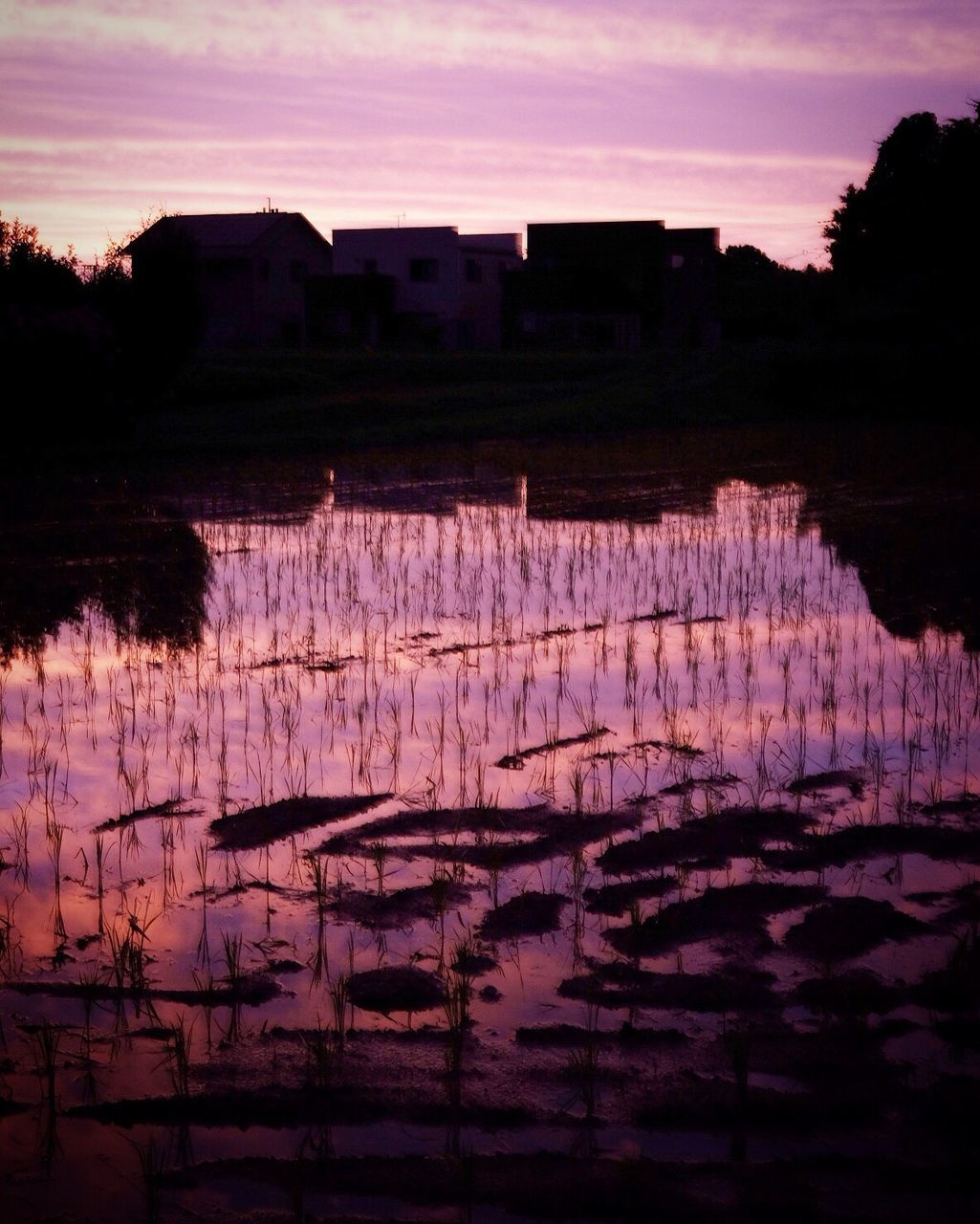 Reflection of trees in water at sunset