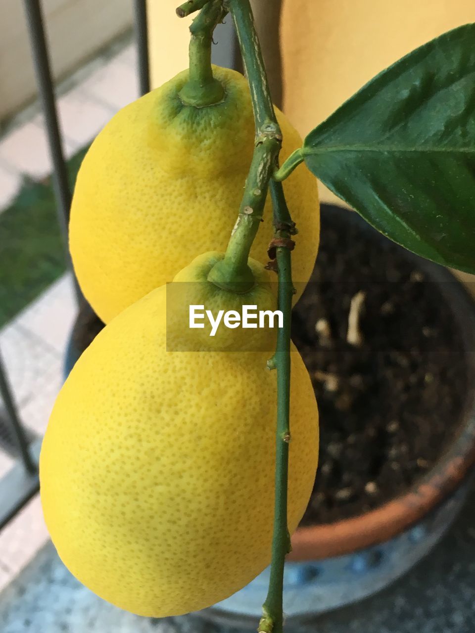 Close-up of potted lemon plant