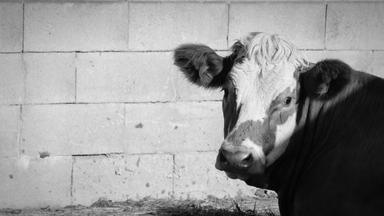 Close-up of cow against wall