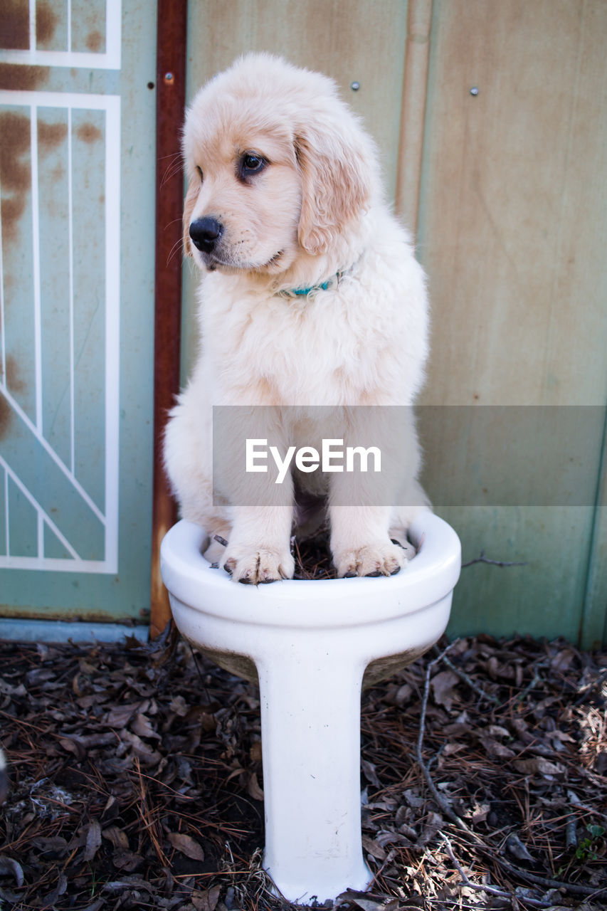 Close-up of puppy sitting on toilet bowl outdoors