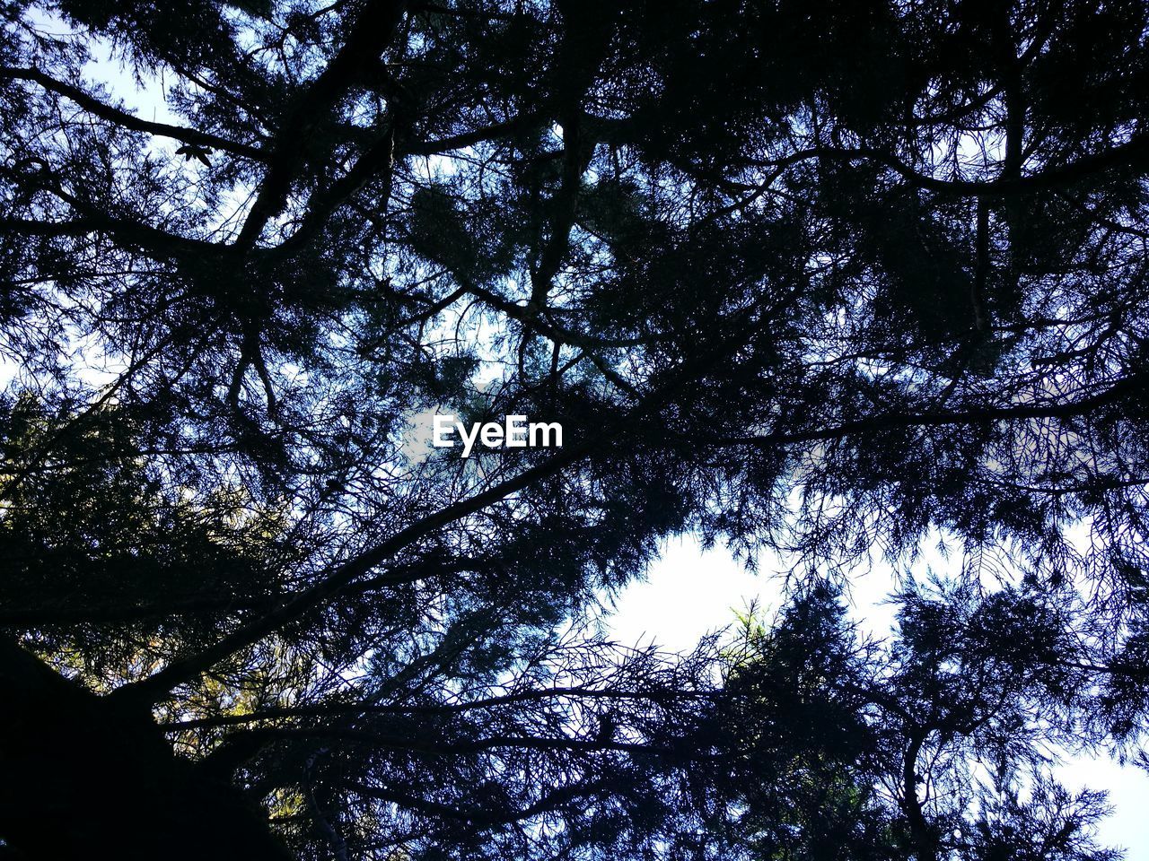 FULL FRAME SHOT OF TREES AGAINST SKY