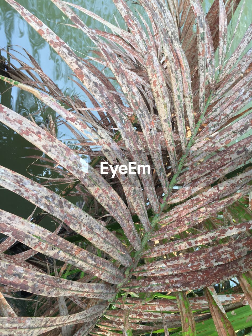 HIGH ANGLE VIEW OF PALM TREE