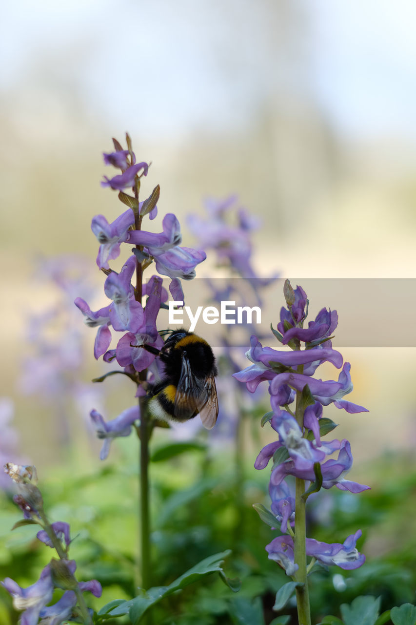 CLOSE-UP OF BEE POLLINATING ON PURPLE FLOWERING PLANT