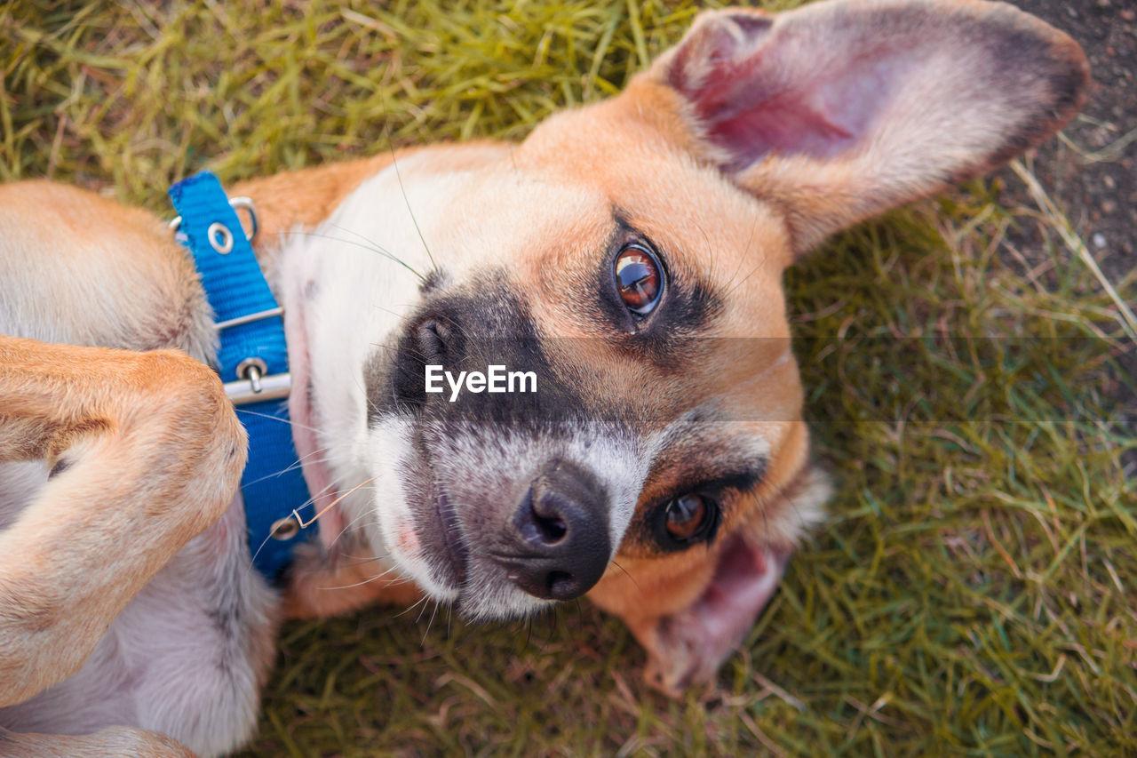 Brown dog laying down on the grass