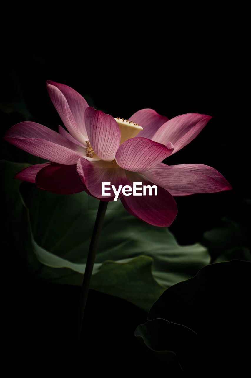 CLOSE-UP OF FLOWERS OVER BLACK BACKGROUND