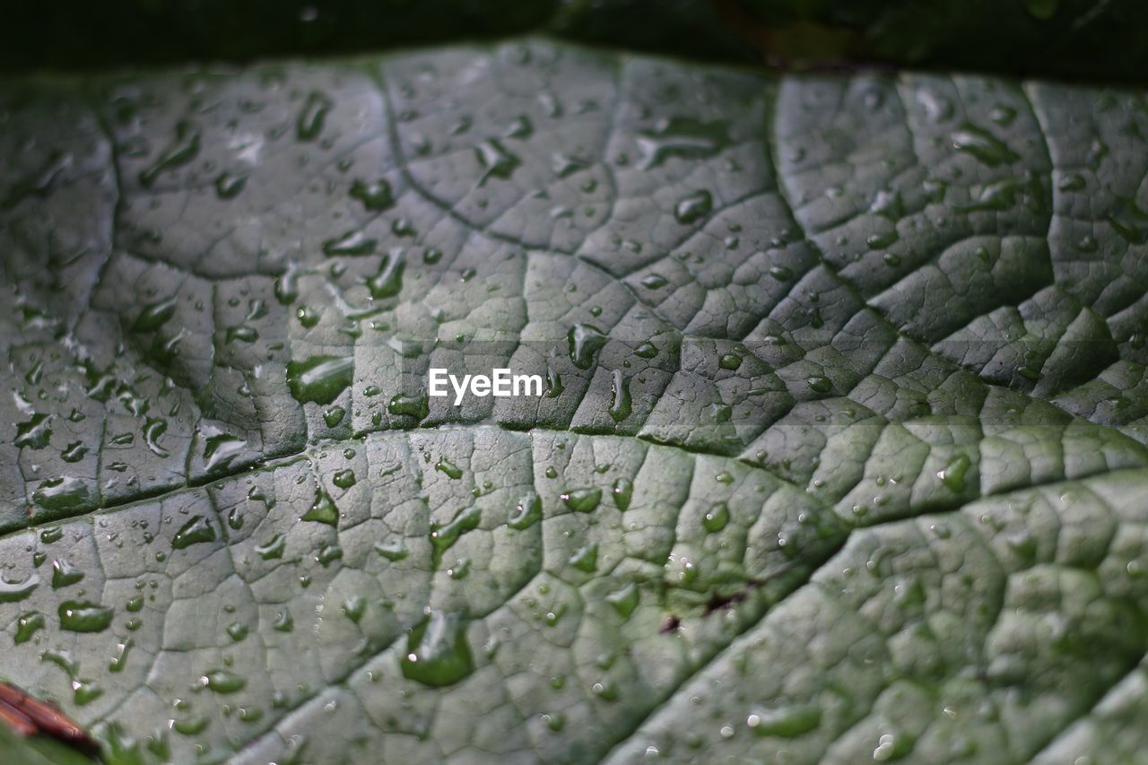 CLOSE-UP OF WET LEAF