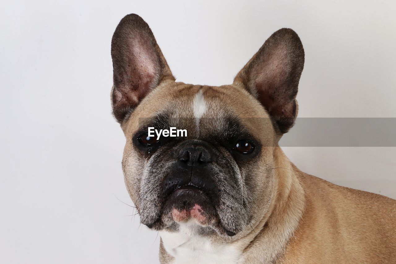 PORTRAIT OF A DOG OVER WHITE BACKGROUND