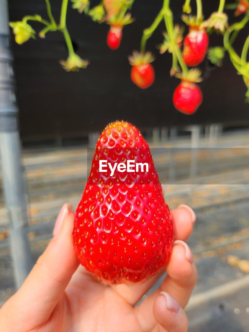 red, hand, one person, strawberry, plant, holding, food, fruit, flower, food and drink, healthy eating, freshness, berry, petal, produce, wellbeing, close-up, nature, adult, lifestyles, women, outdoors, finger, day, organic, focus on foreground, juicy