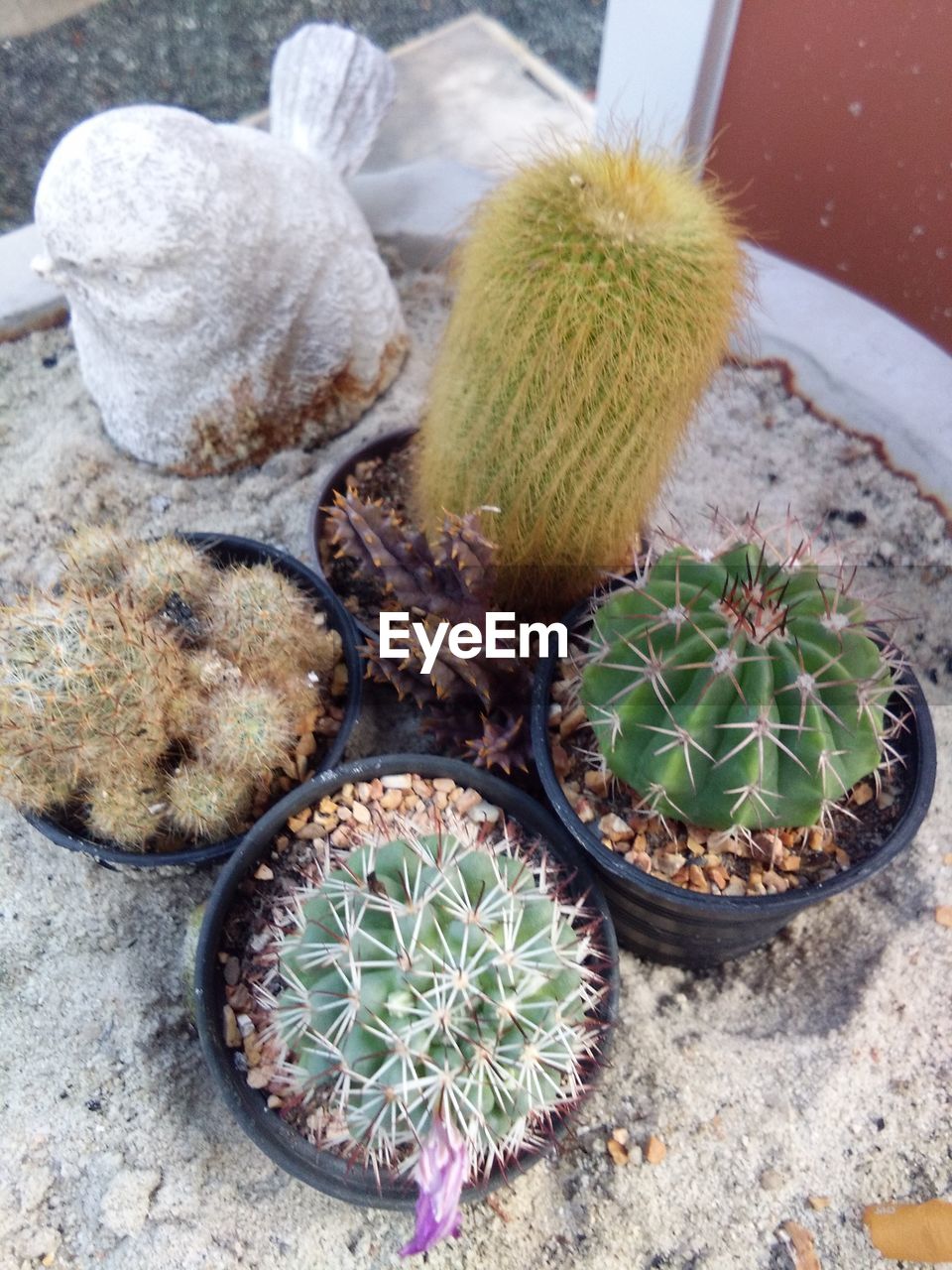 HIGH ANGLE VIEW OF CACTUS PLANTS