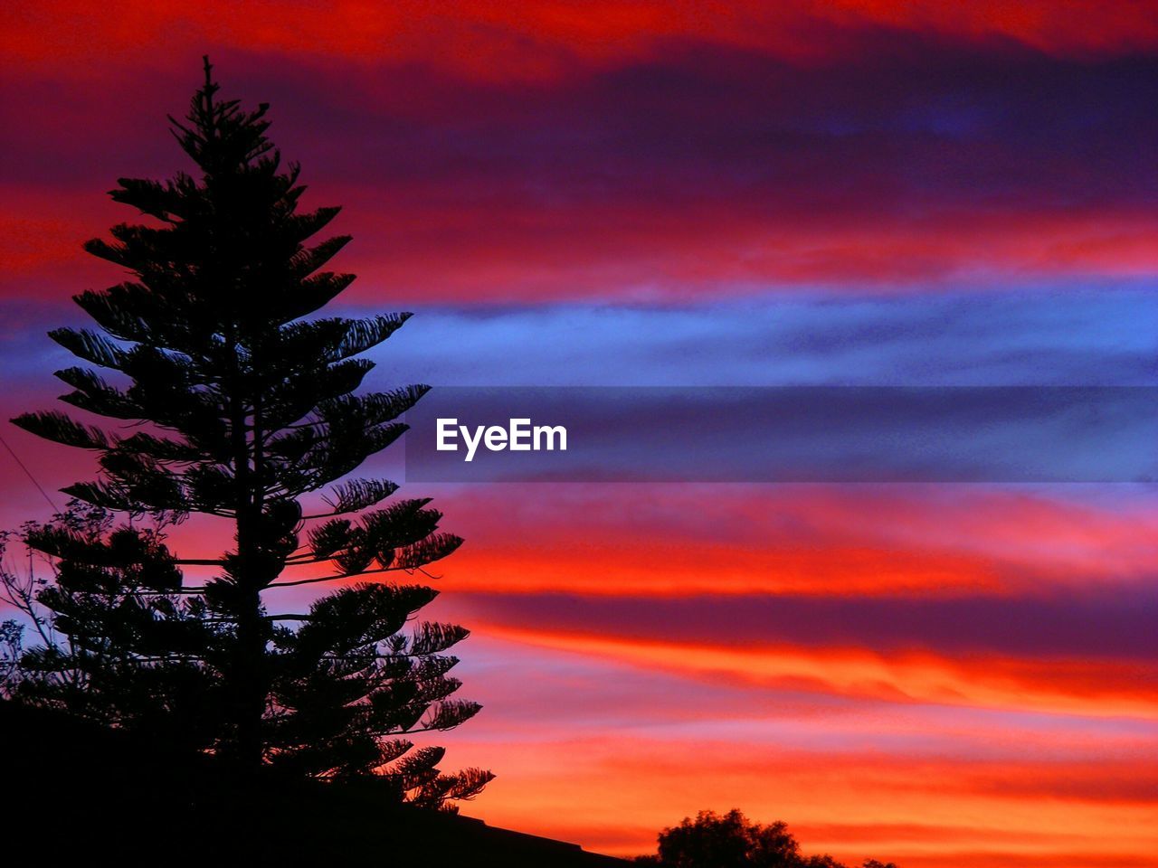 Silhouette tree against romantic sky at sunset