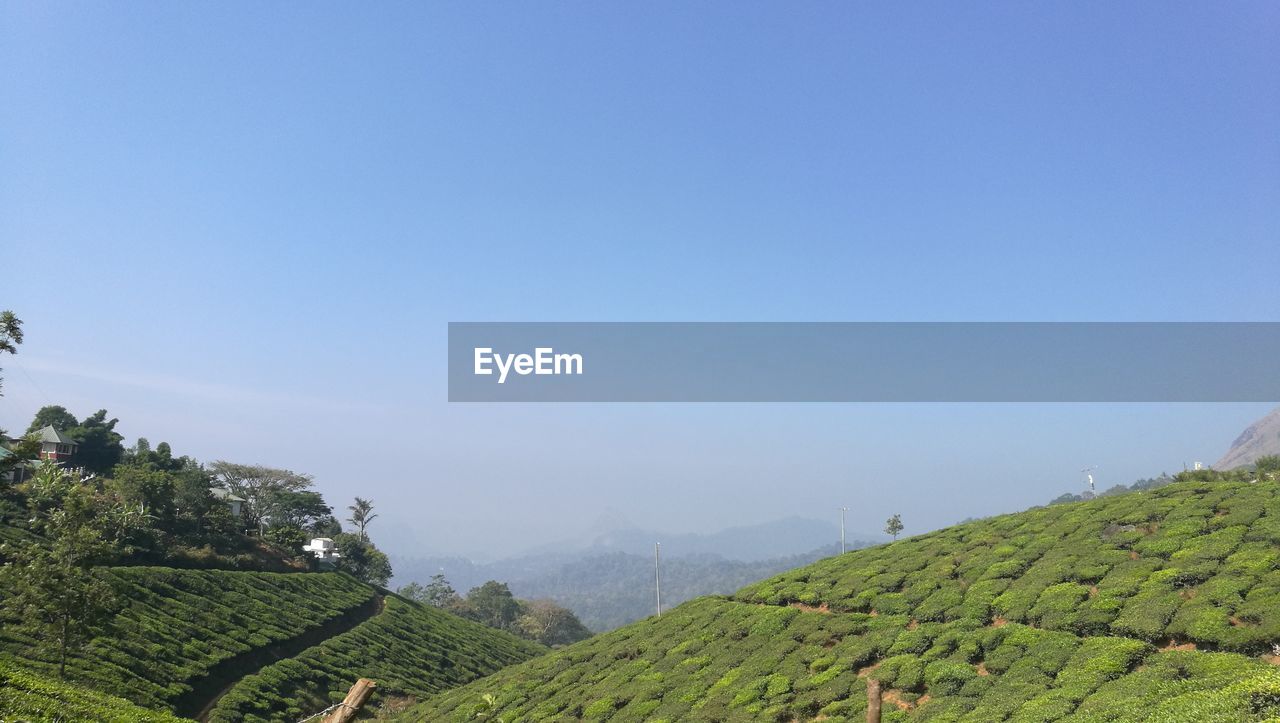 Scenic view of agricultural field against clear sky