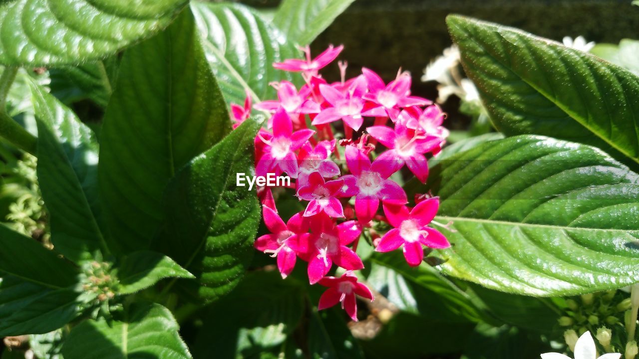 CLOSE-UP OF PINK FLOWERS BLOOMING