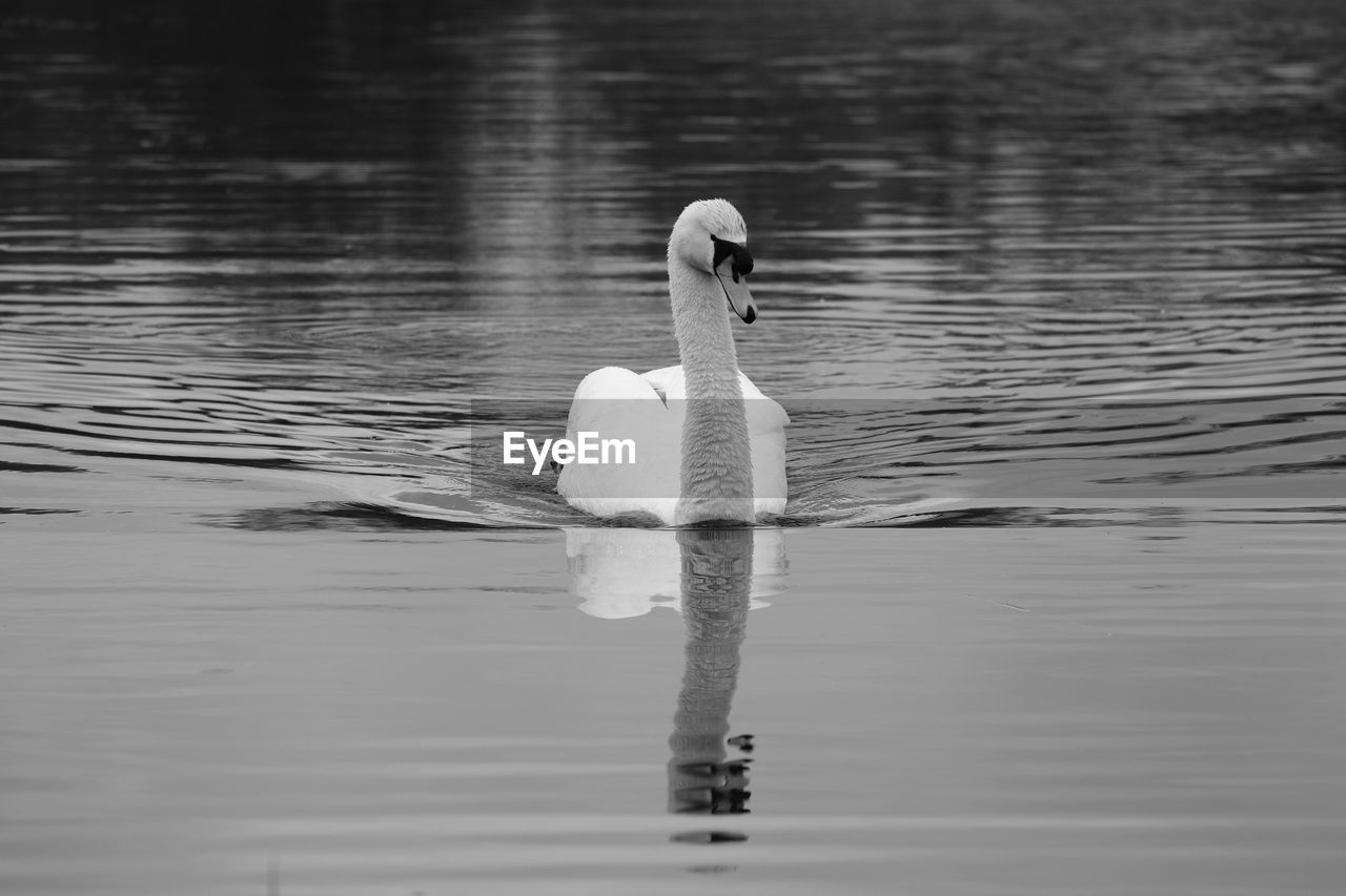View of swan swimming in lake