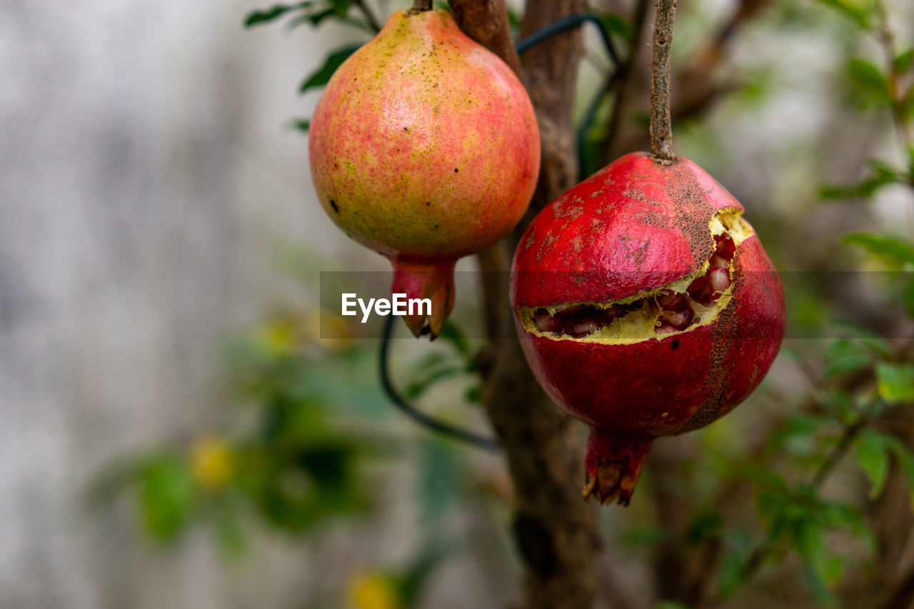 food and drink, food, fruit, healthy eating, pomegranate, plant, tree, freshness, red, wellbeing, produce, nature, close-up, no people, focus on foreground, branch, flower, growth, agriculture, ripe, outdoors, hanging, day, plant part, leaf, macro photography, organic, environment, fruit tree