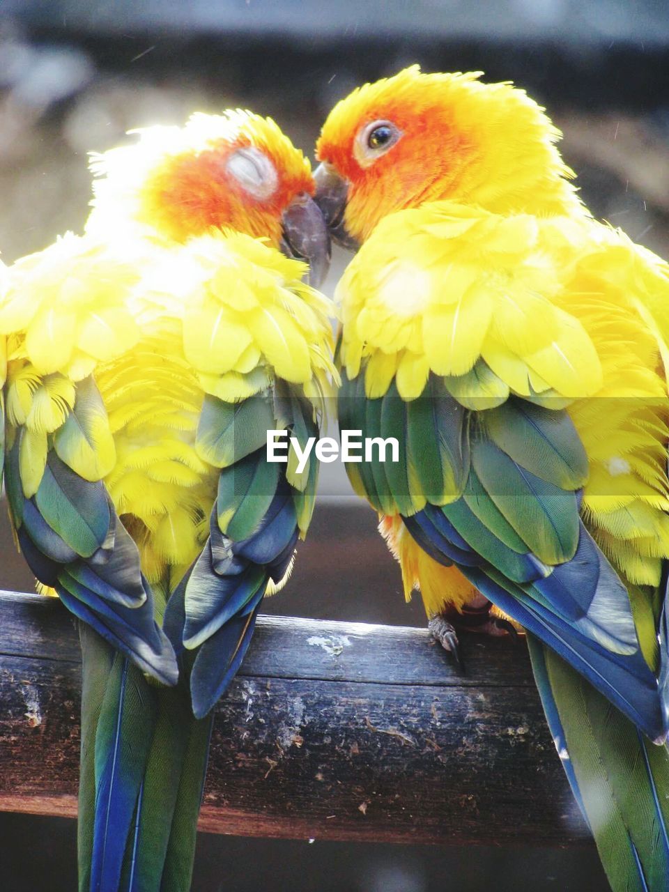 CLOSE-UP OF BIRDS PERCHING ON YELLOW FLOWER