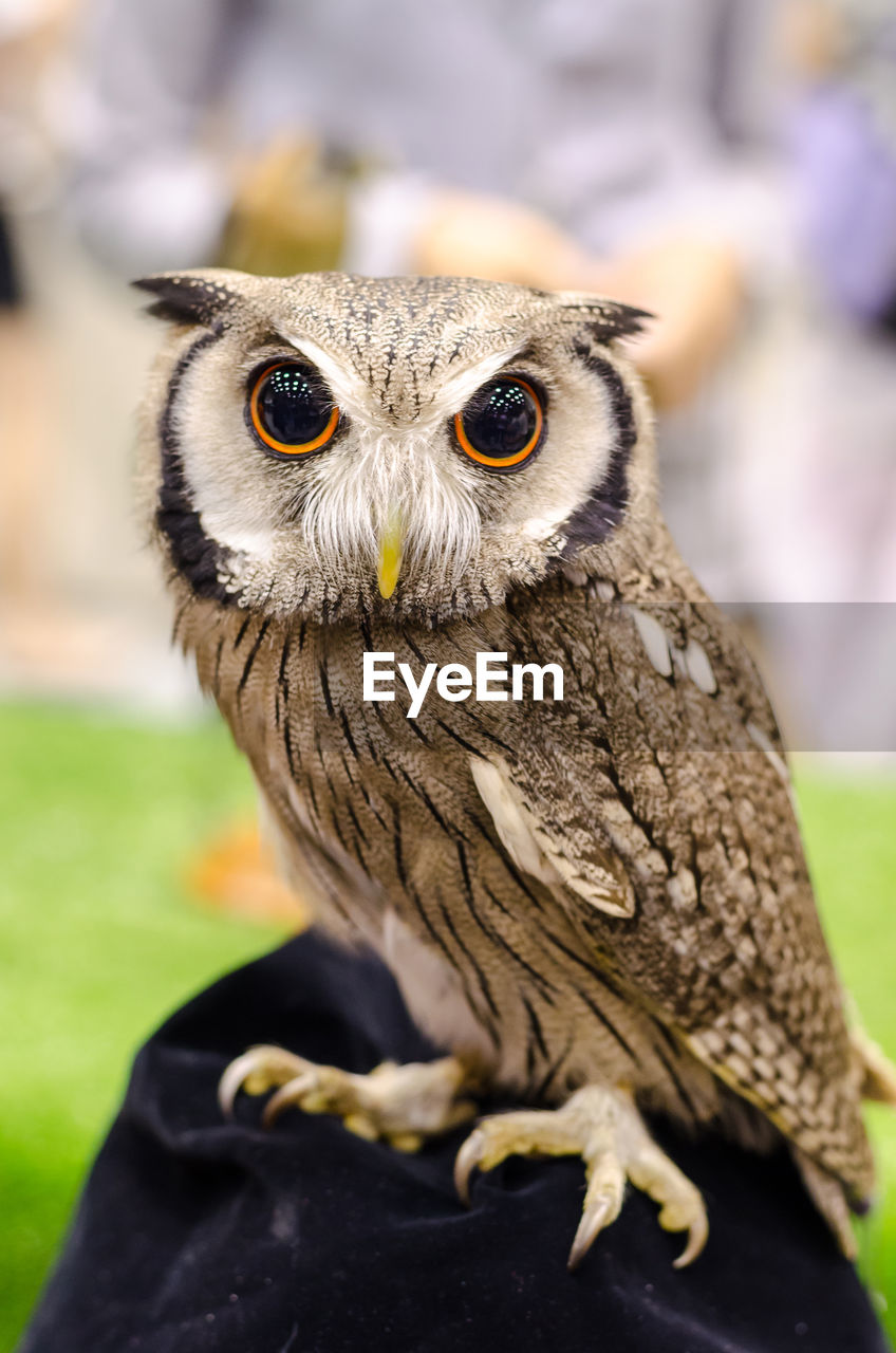 CLOSE-UP PORTRAIT OF AN OWL