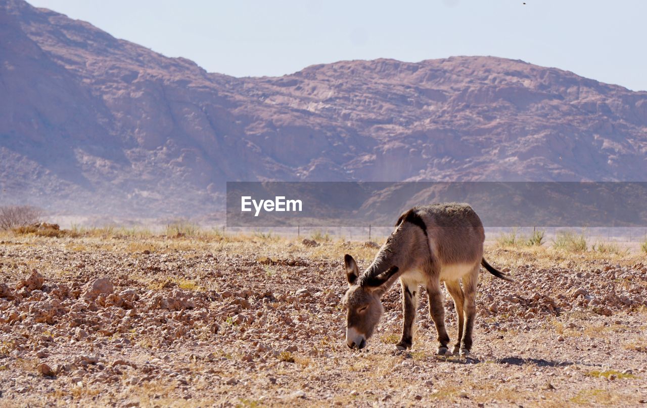 HORSE ON FIELD