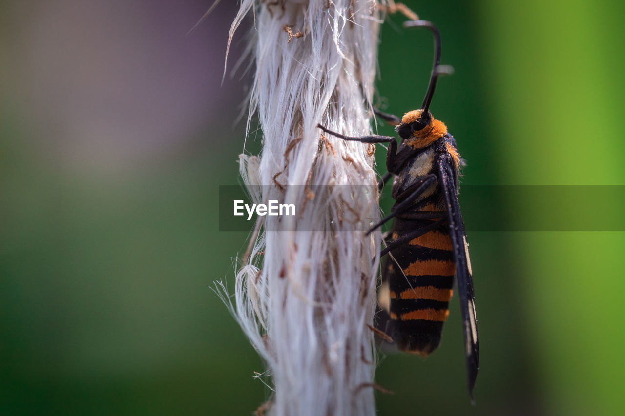 Beauty image of wasp moth hanging on a grass plant