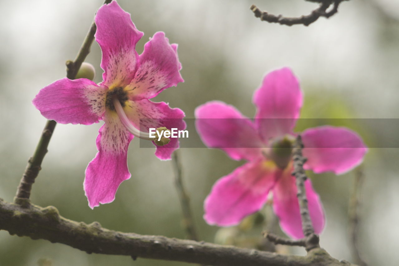 CLOSE-UP OF PINK FLOWERS BLOOMING