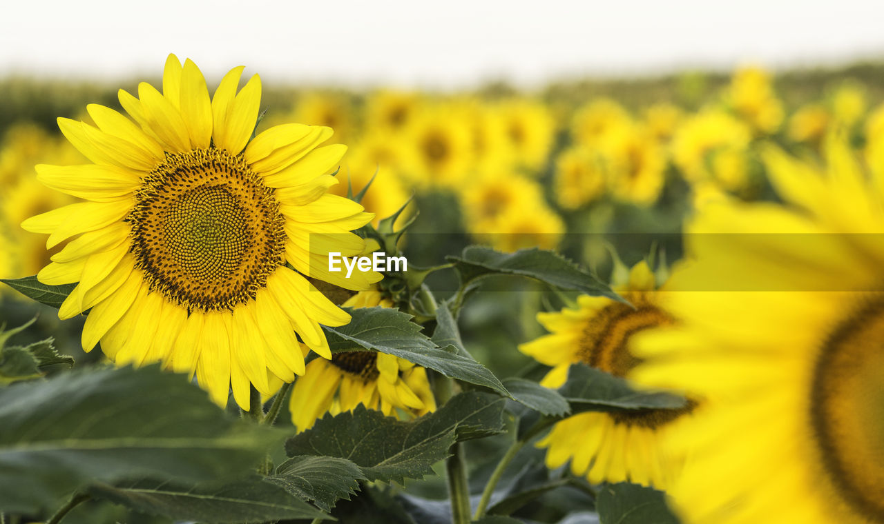 Close-up of sunflower blooming on field against sky