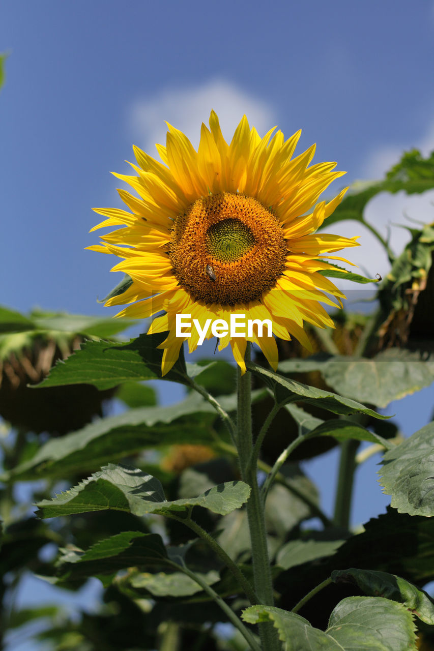 CLOSE-UP OF YELLOW FLOWERING PLANT AGAINST SKY