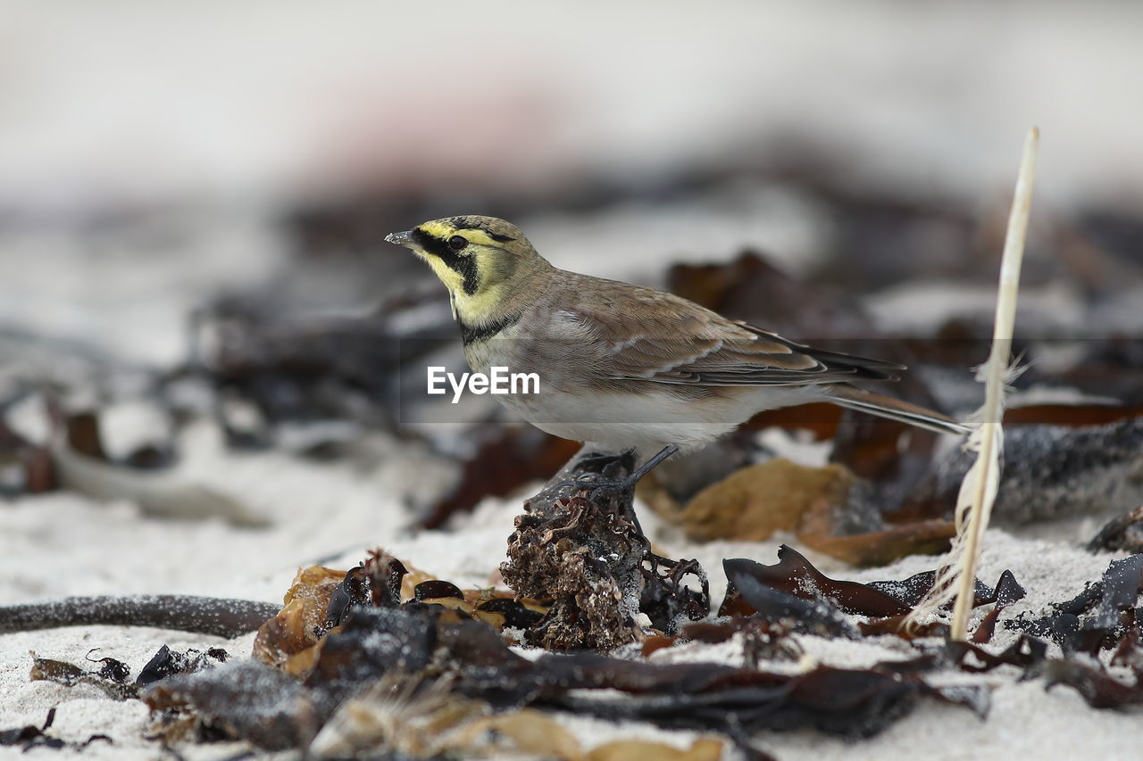 CLOSE-UP OF SPARROW PERCHING ON LAND