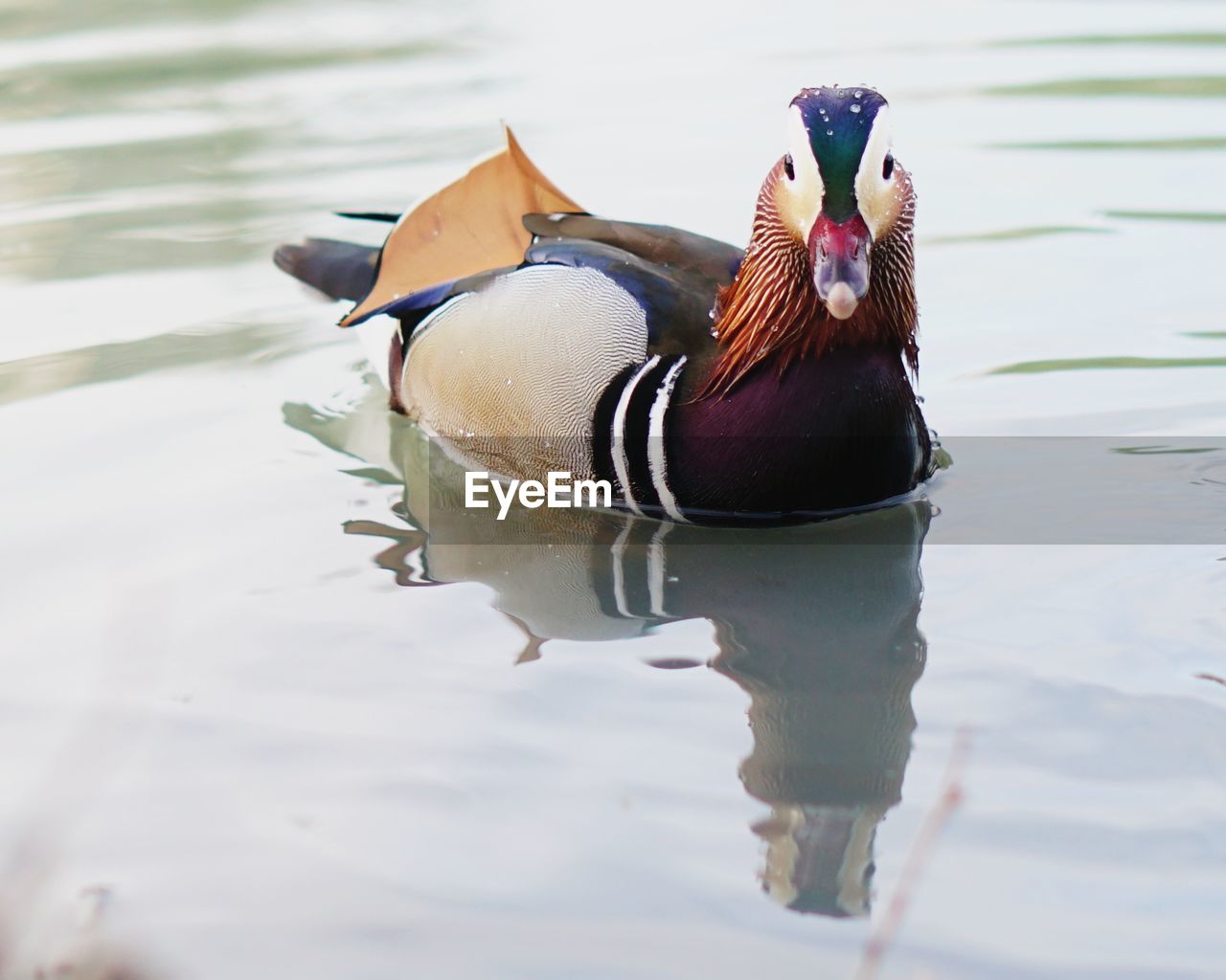 DUCK SWIMMING IN LAKE