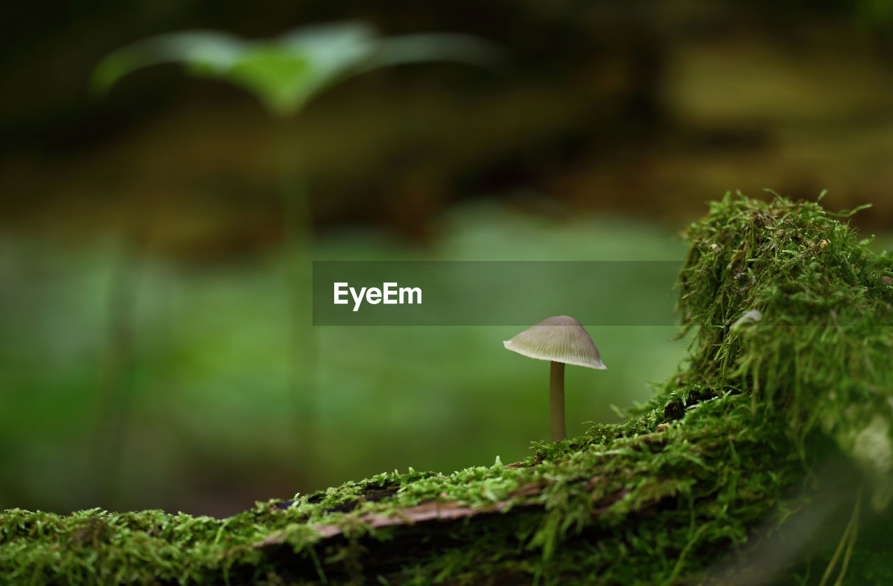 Close-up of mushroom growing on tree trunk with moss