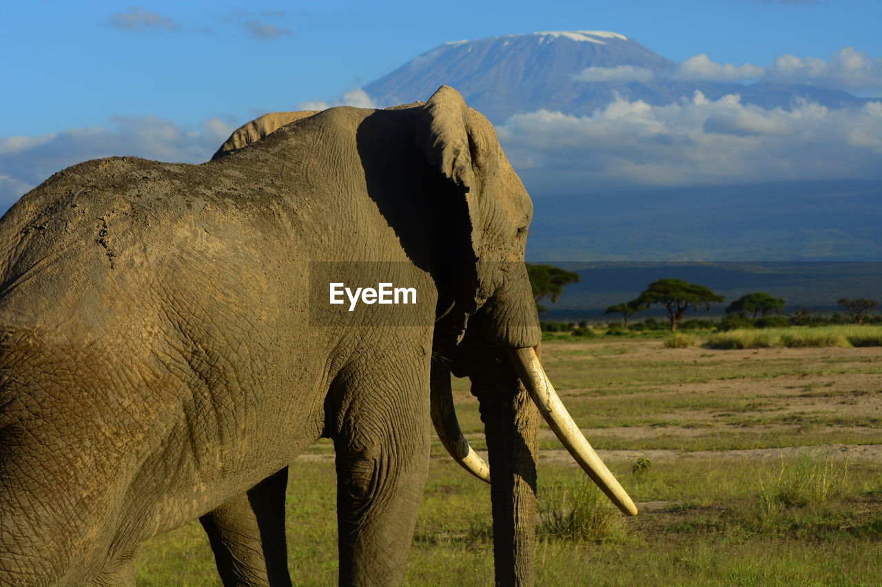 Elephants on field against mountain