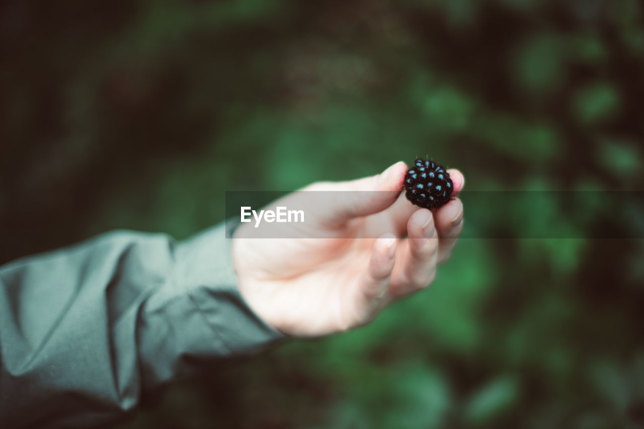 Close-up of hand holding blackberry