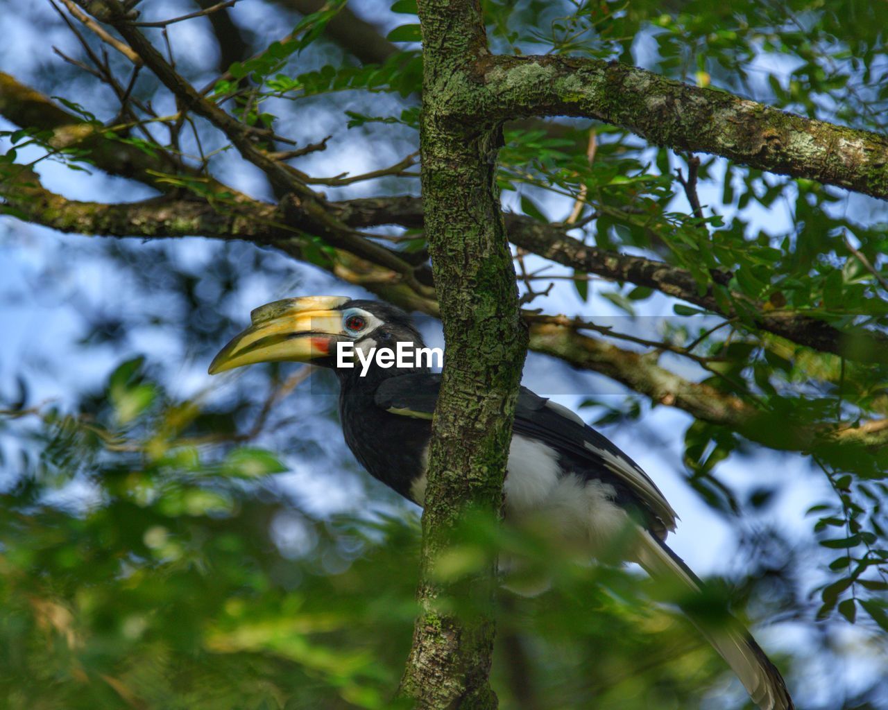 This oriental pied hornbill is a resident at the seletar arrospace park here is singapore.