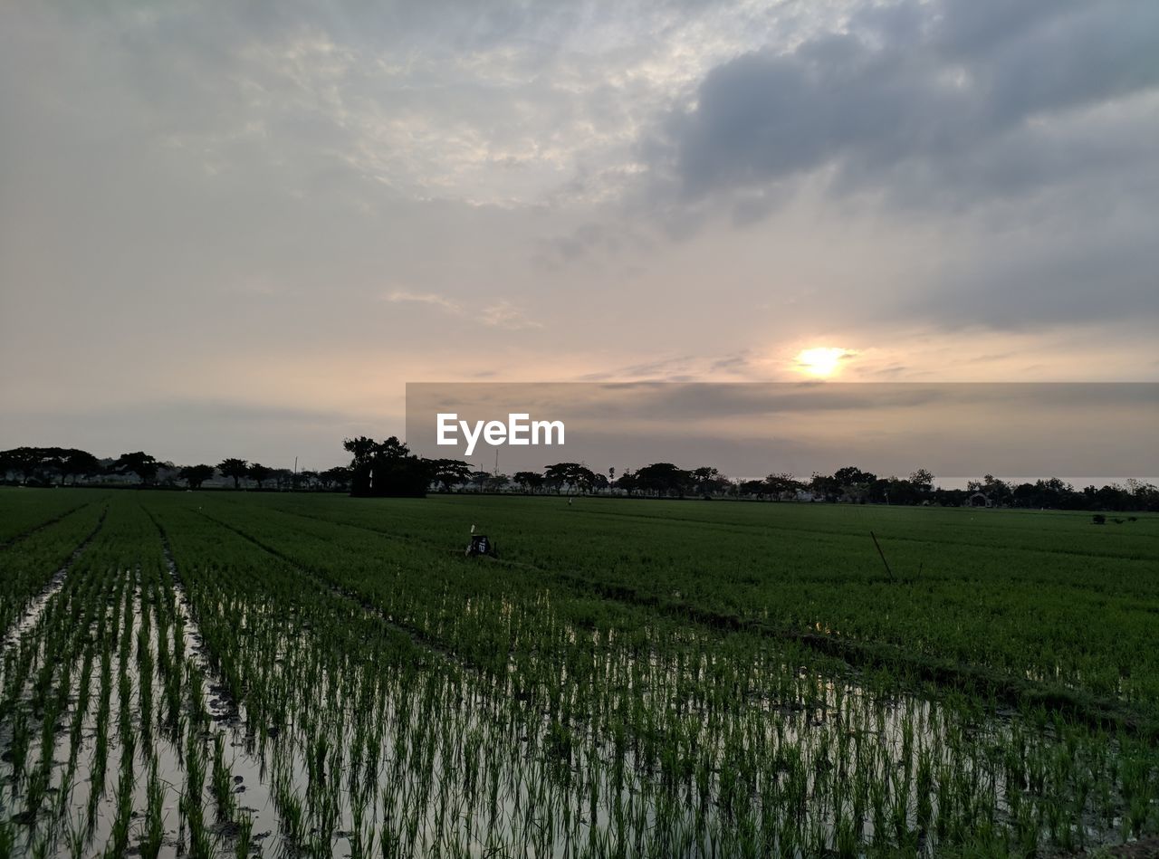 Scenic view of field against sky during sunset