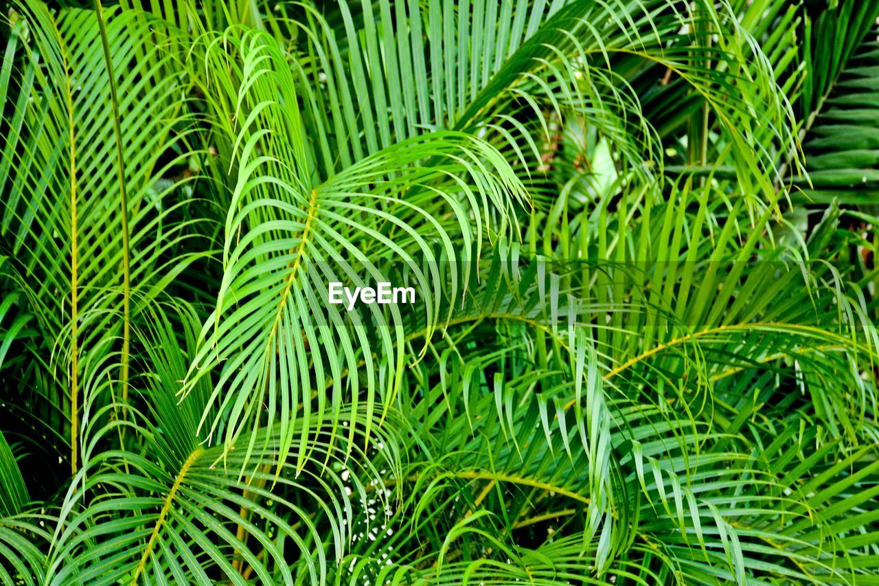 Full frame shot of palm trees in forest