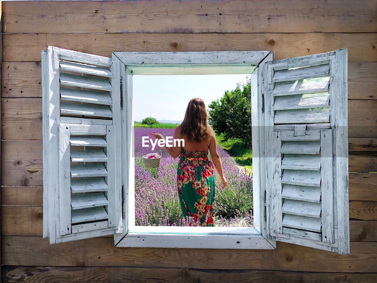 Rear view of woman in a field of lavender  seen through a wooden window
