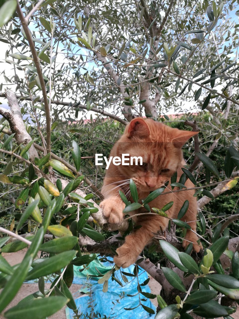 BROWN CAT ON TREE