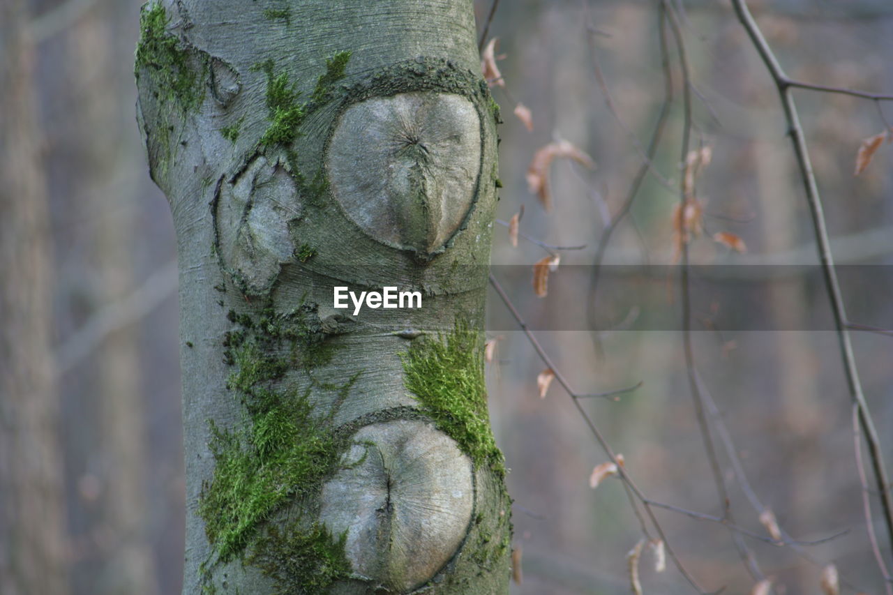 Close-up of tree trunk