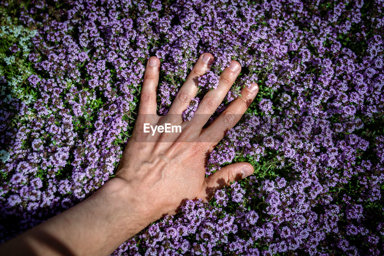 Man touches green fresh aromatic thymus vulgaris plant, hand closeup