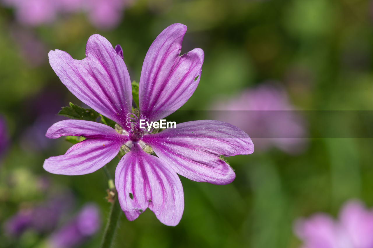 CLOSE-UP OF PINK FLOWERING PLANTS