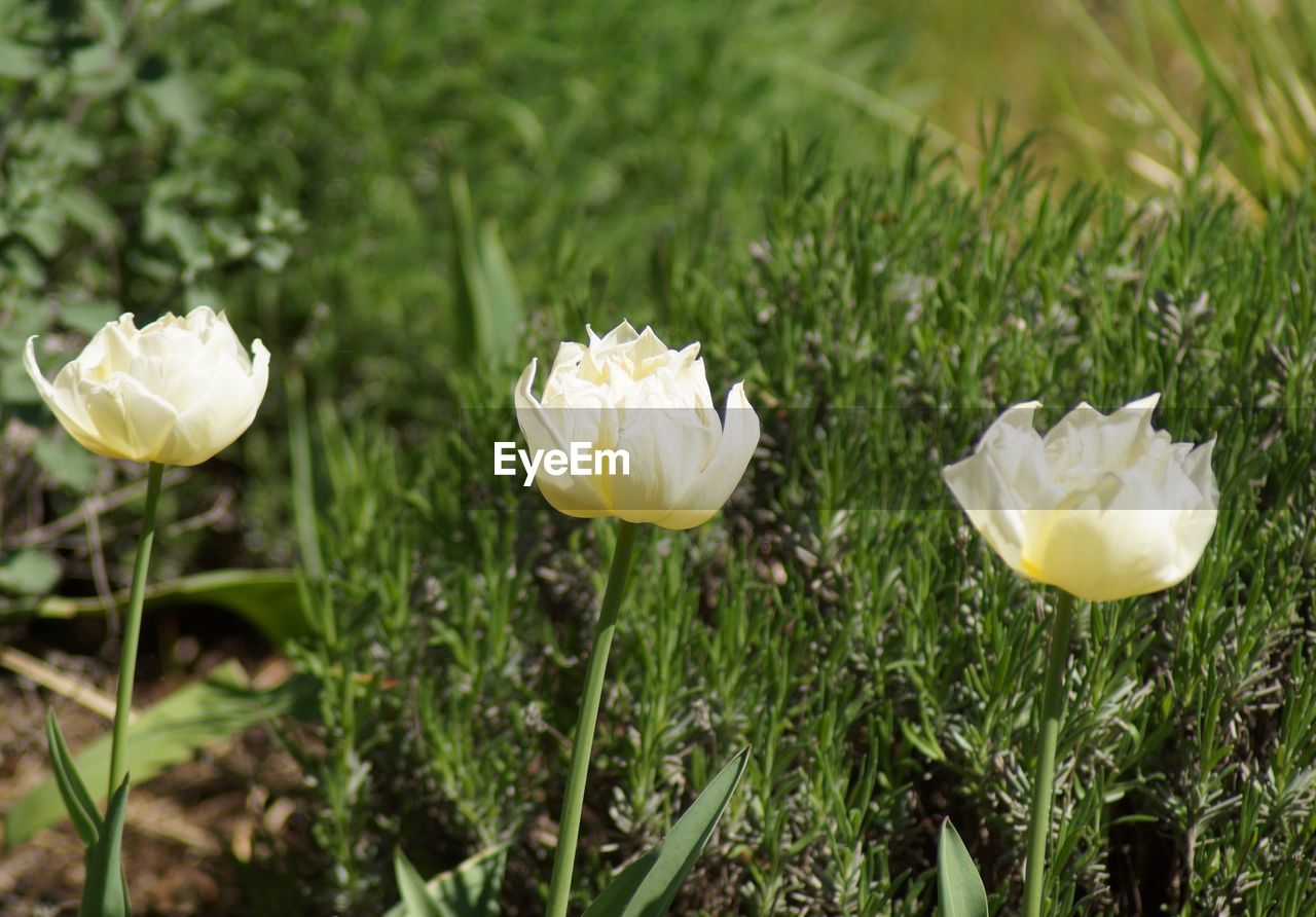 Close-up of white flowering plants on field