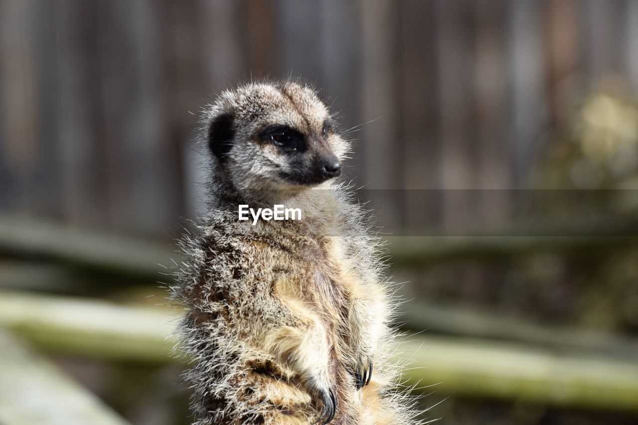 CLOSE-UP OF AN ANIMAL LOOKING AWAY OUTDOORS