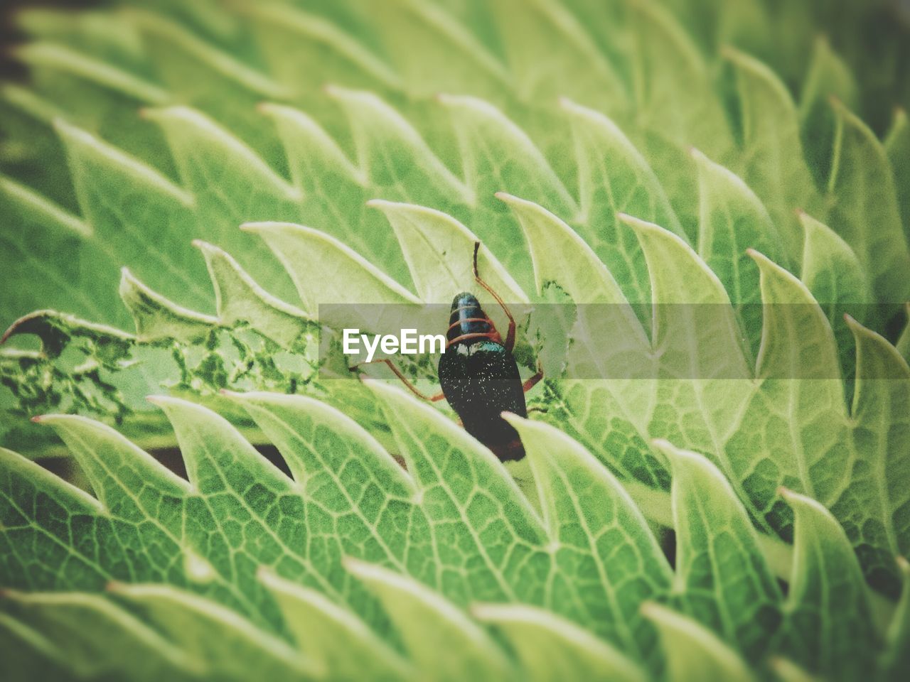 INSECT ON LEAF