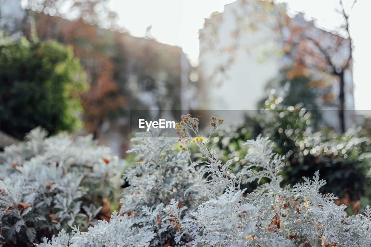 CLOSE-UP OF SNOW COVERED PLANTS