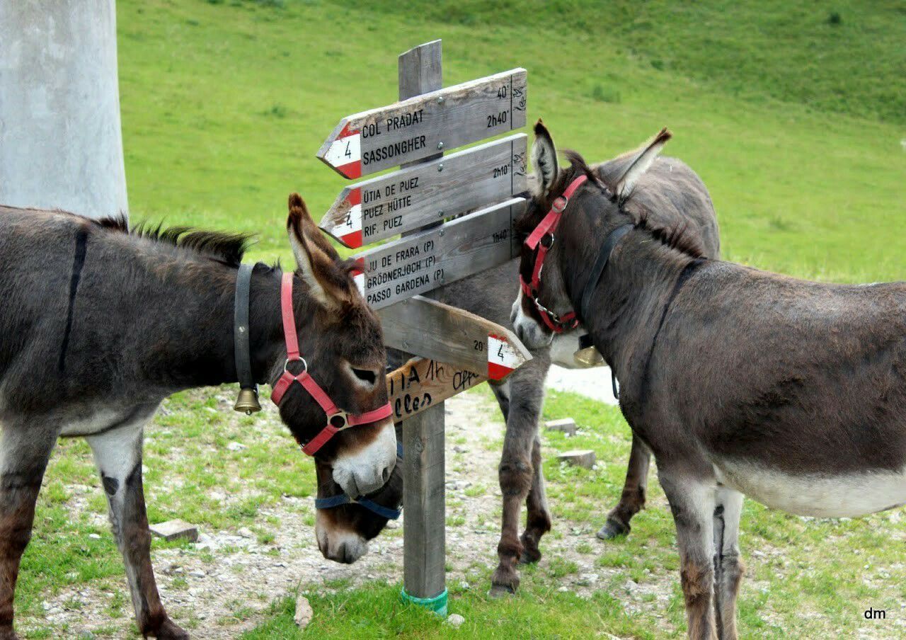 Donkeys standing by direction signs on field