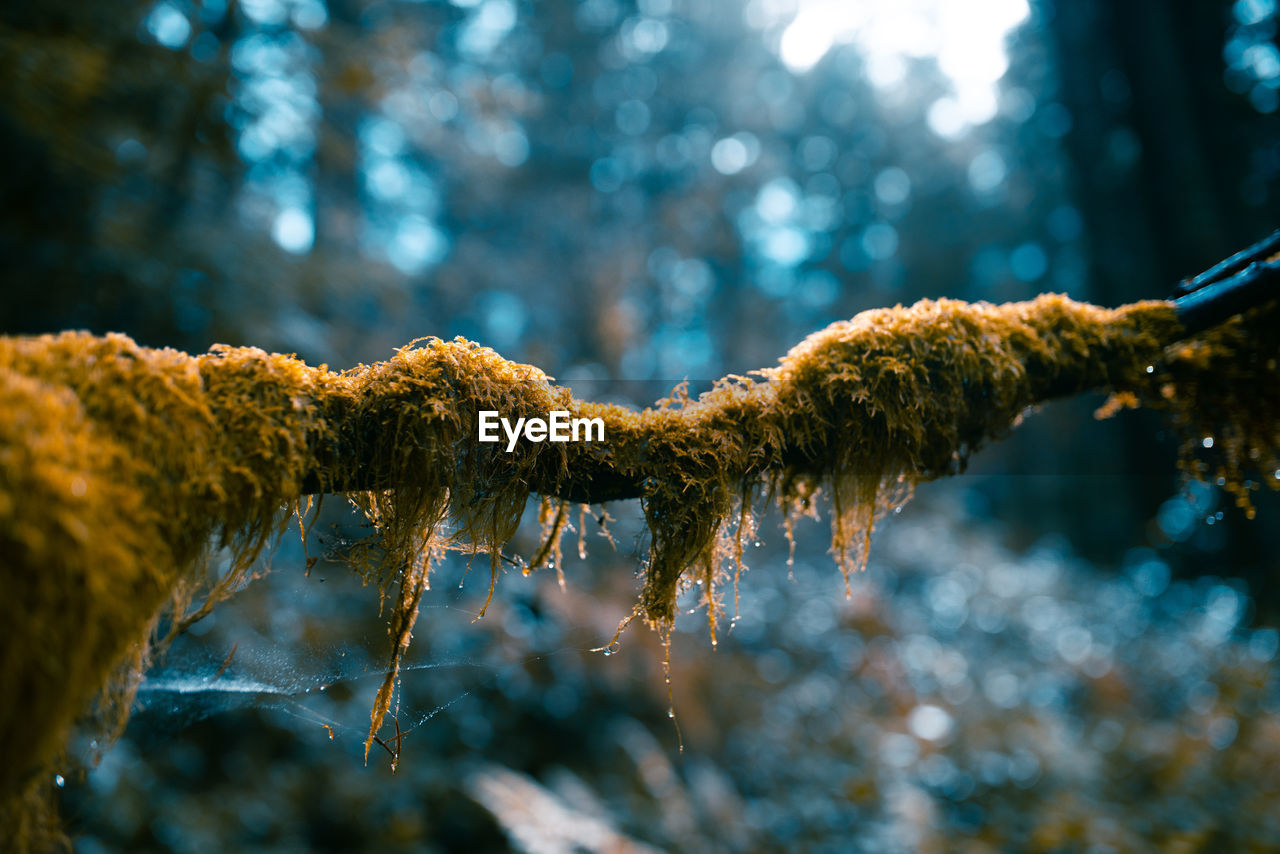 Close-up of frozen branches against blurred background