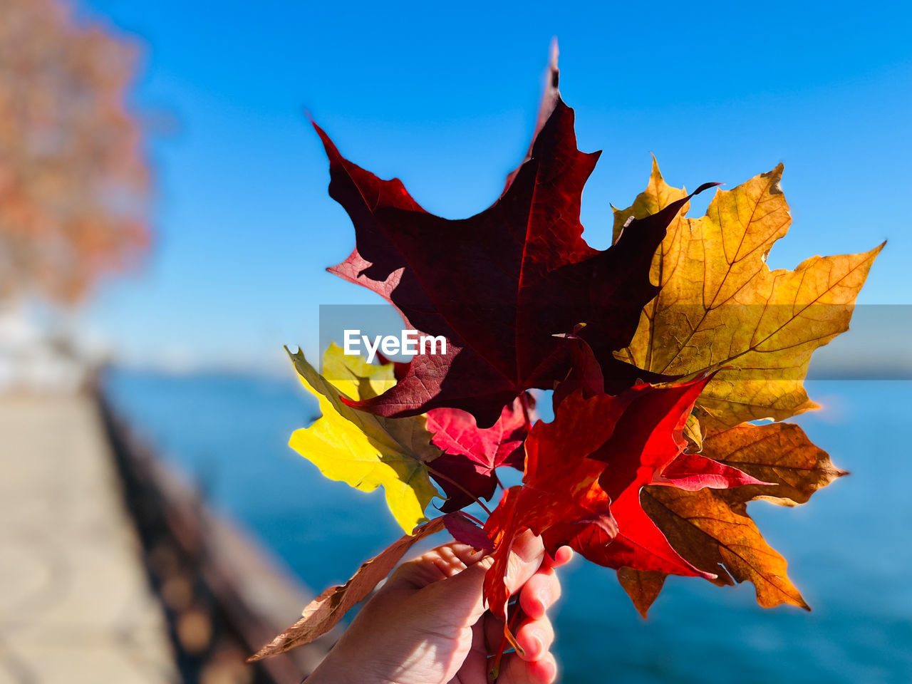 Close-up of various maple leaves in hand