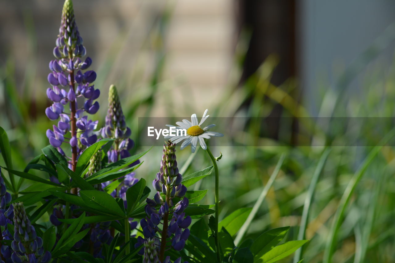 Close-up of purple flowering plants on field