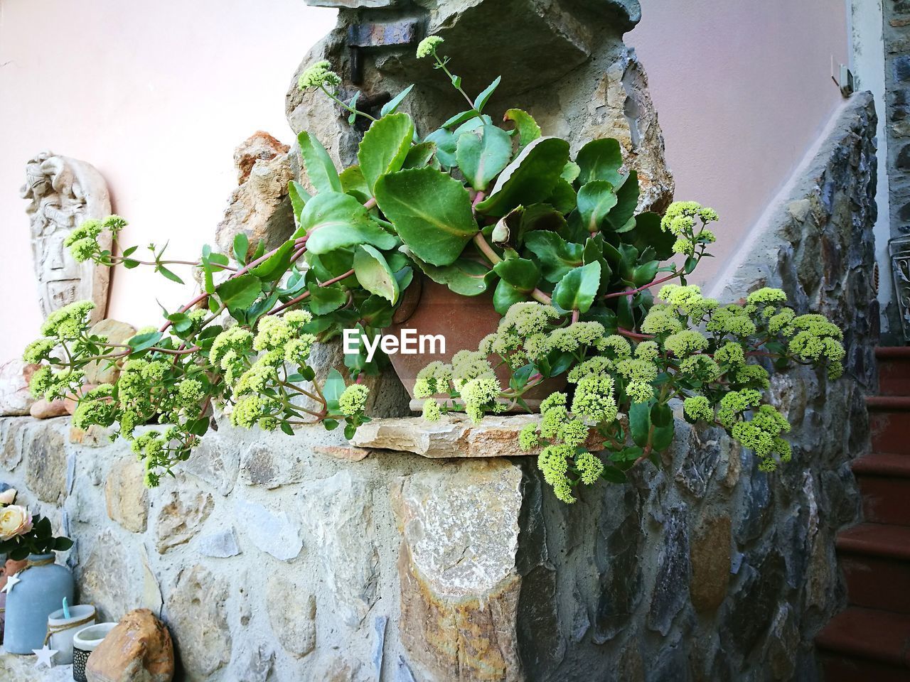 CLOSE-UP OF POTTED PLANT AGAINST ROCK